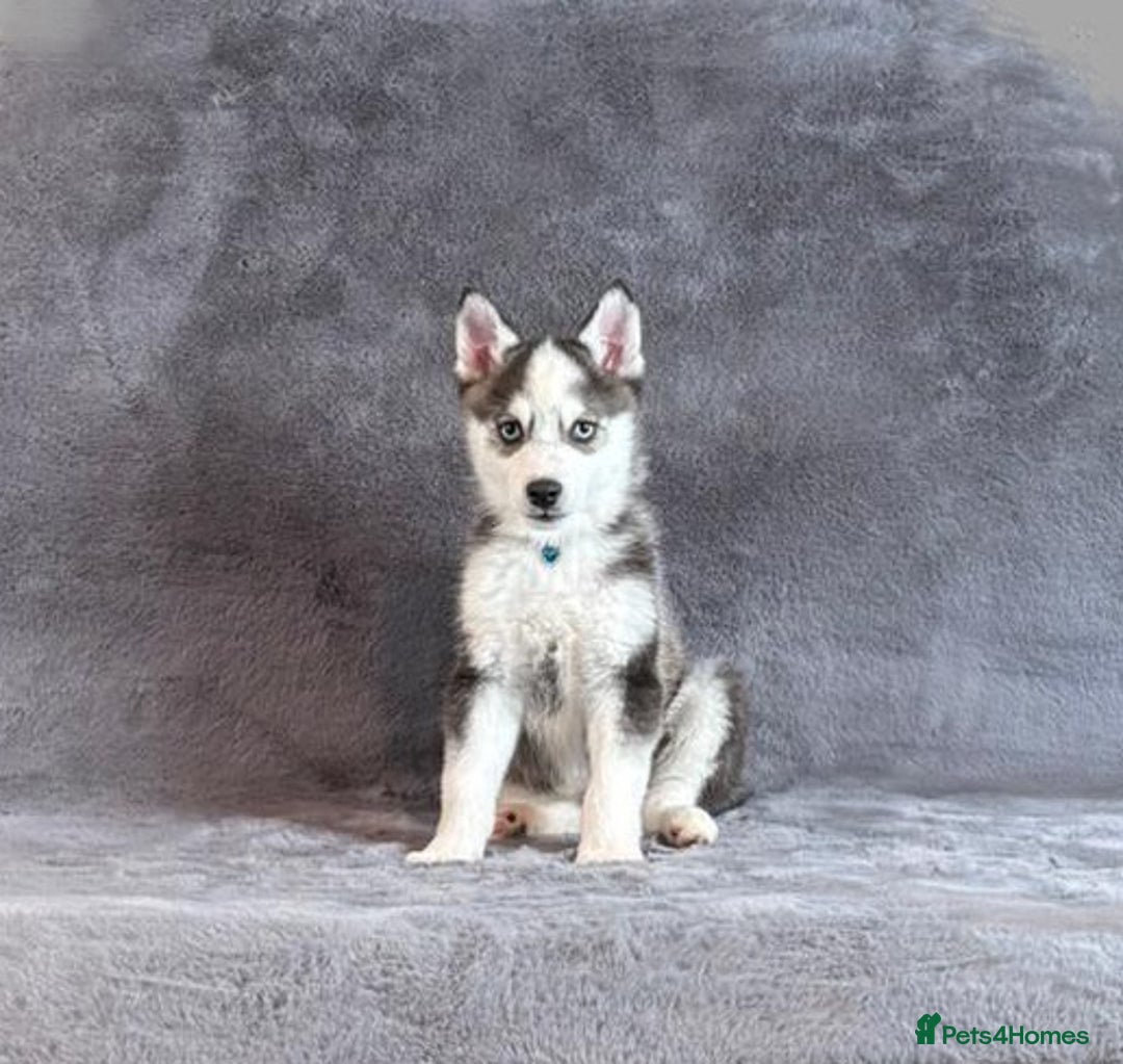 Pomsky dogs for sale: F3 blue eyes perfect husky markings Pomsky puppies - Advert 3