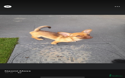 Mixed Breed dogs for sale: Chihuahua cross French bulldog  - Image 6