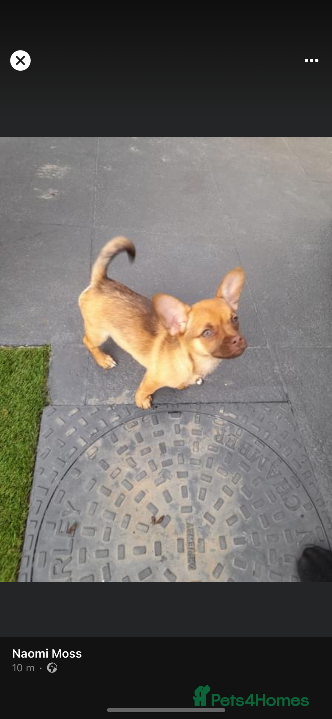 Mixed Breed dogs for sale: Chihuahua cross French bulldog  - Image 6