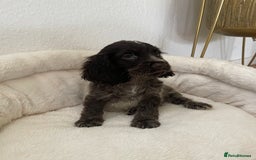 Cocker Spaniel dogs for sale: KC Show Chocolate Roan Boy! - ready 5th October!! - Image 32