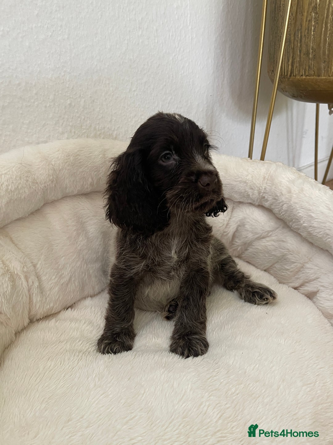 Cocker Spaniel dogs for sale: KC Show Chocolate Roan Boy! - ready 5th October!! - Image 32