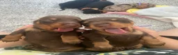 Miniature Dachshund dogs for sale: 3 beautiful girls  - Advert 16