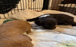 Cocker Spaniel dogs for sale: Gorgeous cocker spaniel ( working type) - Advert 2