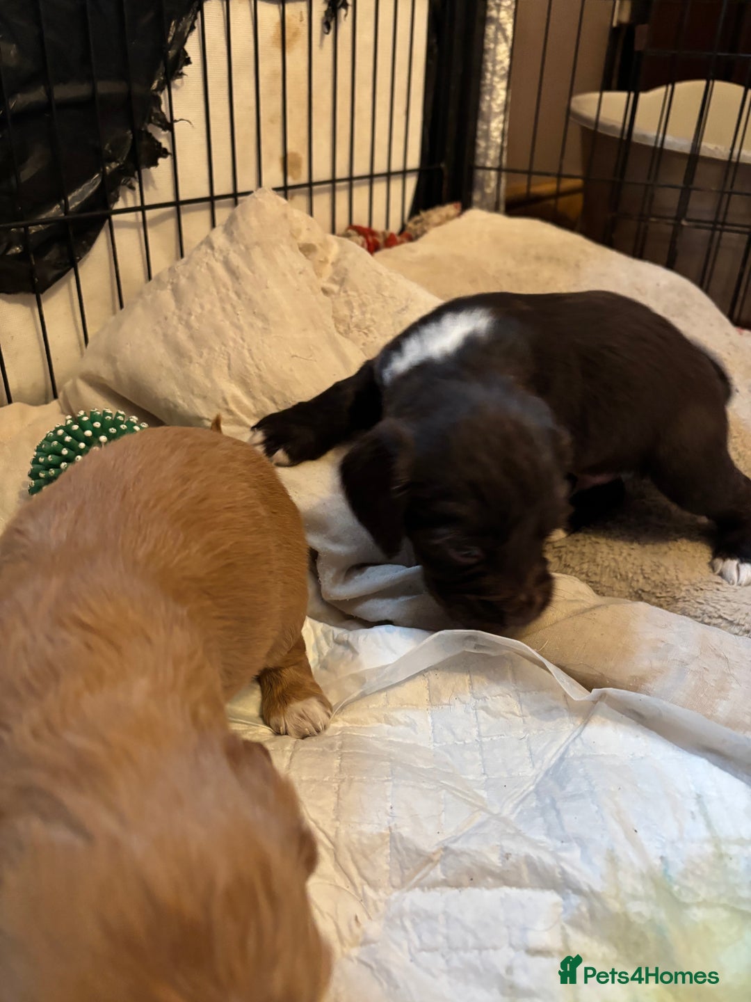 Cocker Spaniel dogs for sale: Gorgeous cocker spaniel ( working type) - Advert 2