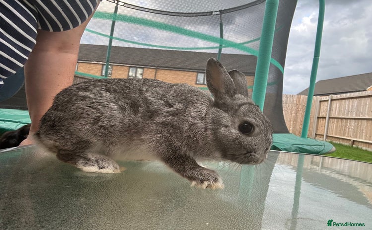 Mini Lop rabbits - Advert 1