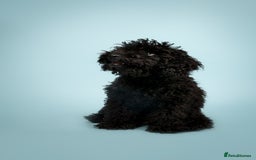 Toy Poodle dogs for sale: Toy poodle looking for a loving home - Image 7
