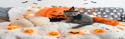 British Shorthair cats for sale: British shorthair kittens for sale  - Advert 6