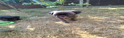 Pug dogs for sale: Pug puppies for sale - Advert 25