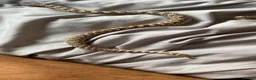 Snake reptiles for sale: Male western hognose and viv in Sunderland - Advert 4