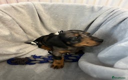 Miniature Dachshund dogs for sale: Stunning miniature dachshund puppies  - Image 16