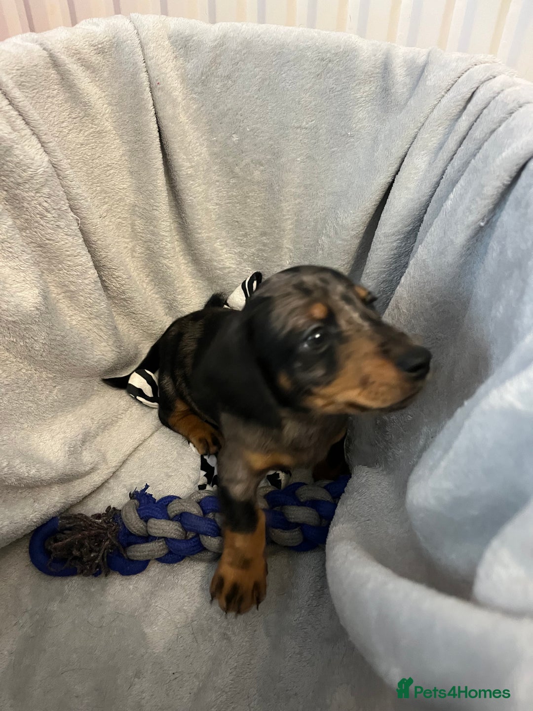 Miniature Dachshund dogs for sale: Stunning miniature dachshund puppies  - Image 16