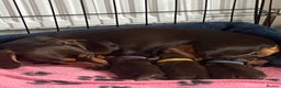 Miniature Dachshund dogs for sale: True miniature Daschund puppies - Advert 2