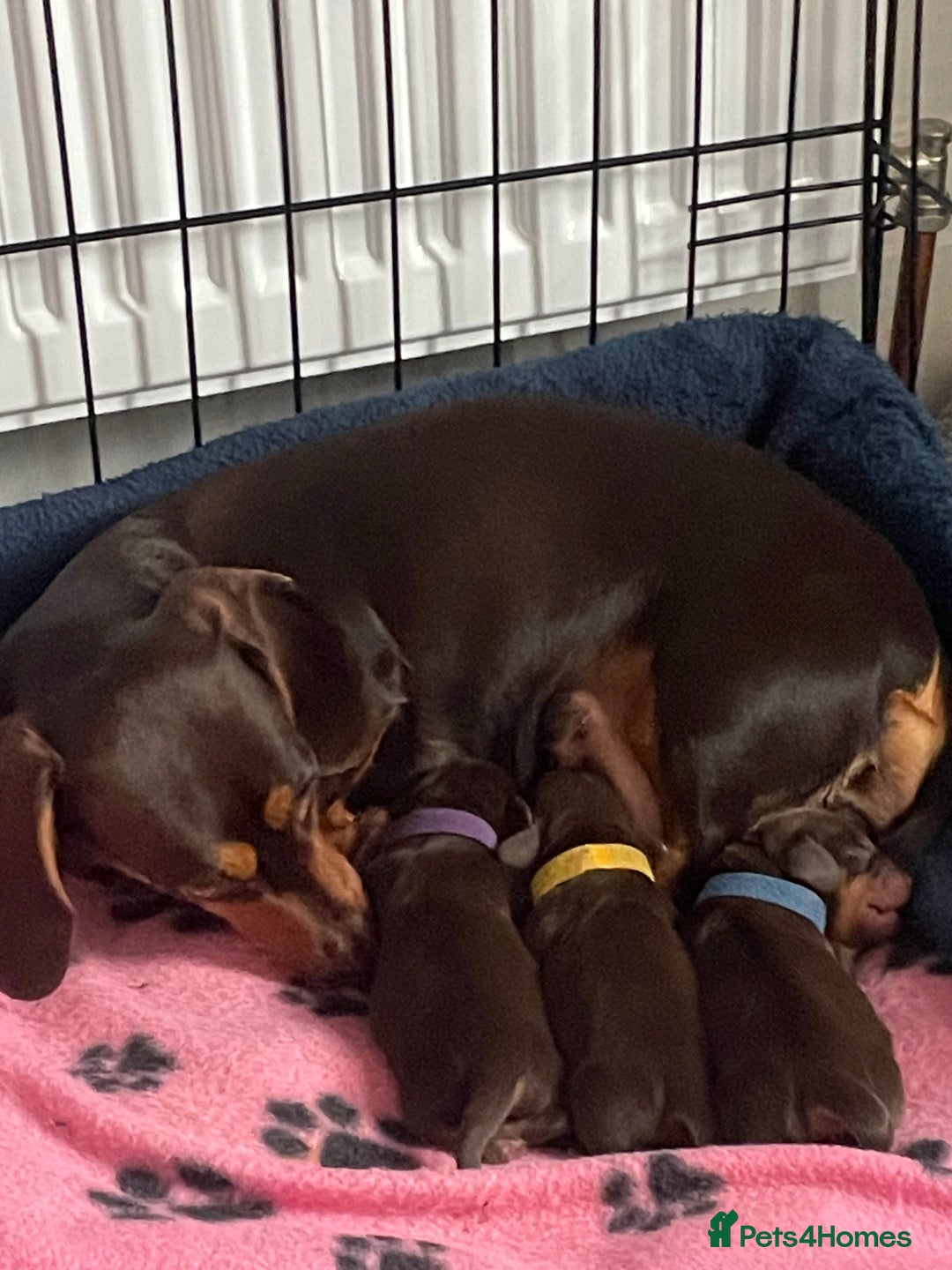 Miniature Dachshund dogs for sale: True miniature Daschund puppies - Advert 2