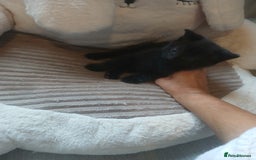 Mixed Breed cats for sale: Half maine coon  - Image 2