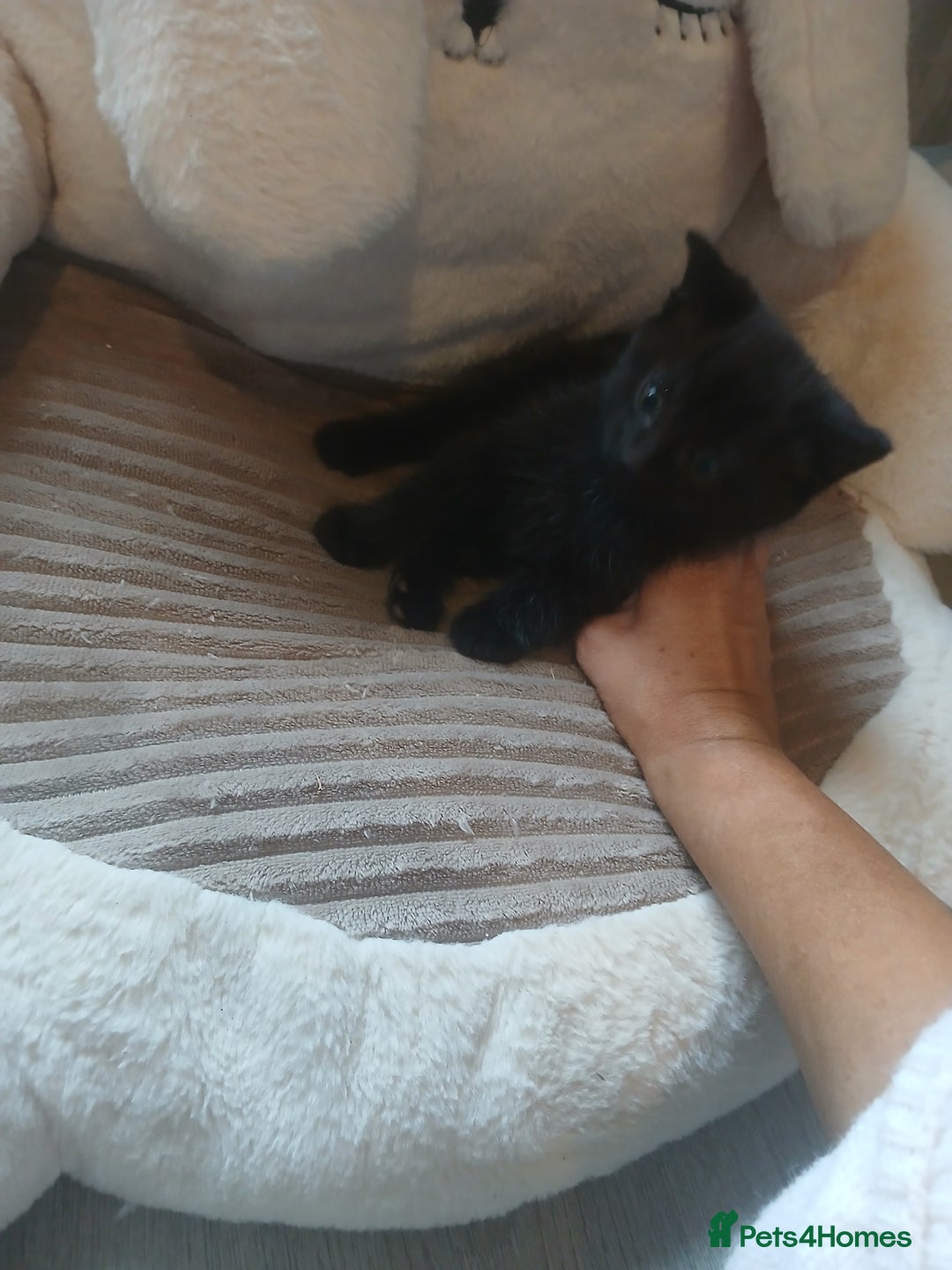 Mixed Breed cats for sale: Half maine coon  - Image 2