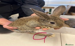 Lionhead rabbits for sale: Lionhead x lop ear - Image 6
