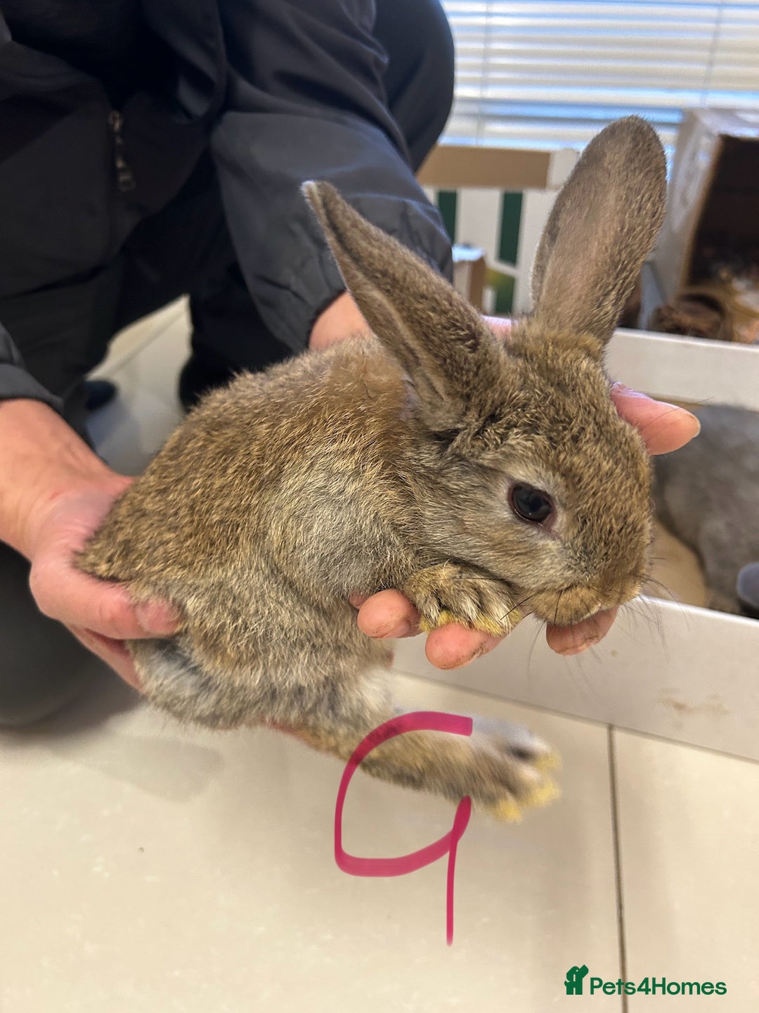 Lionhead rabbits for sale: Lionhead x lop ear - Image 6