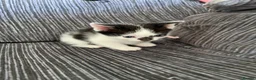 Mixed Breed cats for sale: 2 lovely kittens left  in King's Lynn - Advert 9