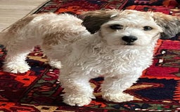 Mixed Breed dogs for adoption: Felipe  - Image 7