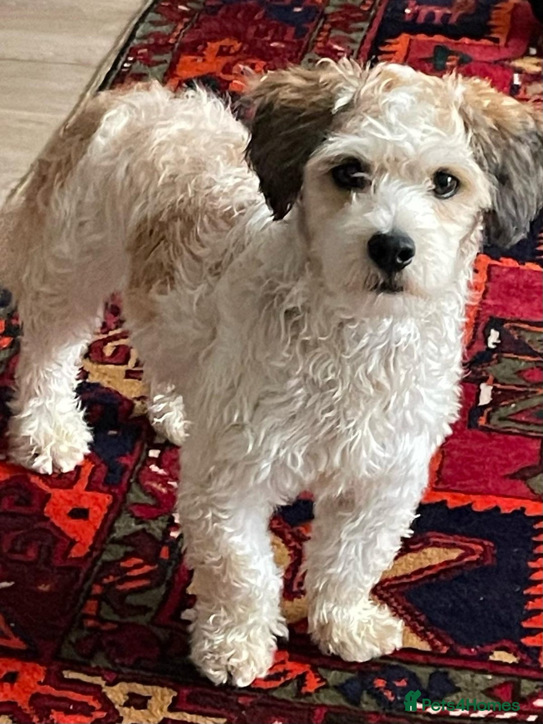 Mixed Breed dogs for adoption: Felipe  - Image 7