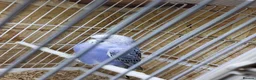 Budgerigars birds for sale: Lovely baby budgie  in Newport - Advert 3