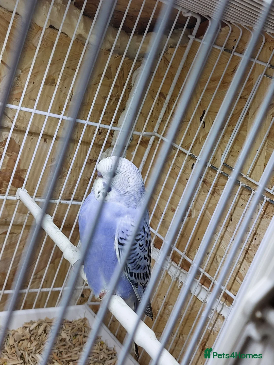 Budgerigars birds for sale: Lovely baby budgie  in Newport - Advert 3