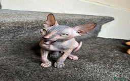 Sphynx cats for sale: 4 female canadian sphynx looking for home - Advert 14