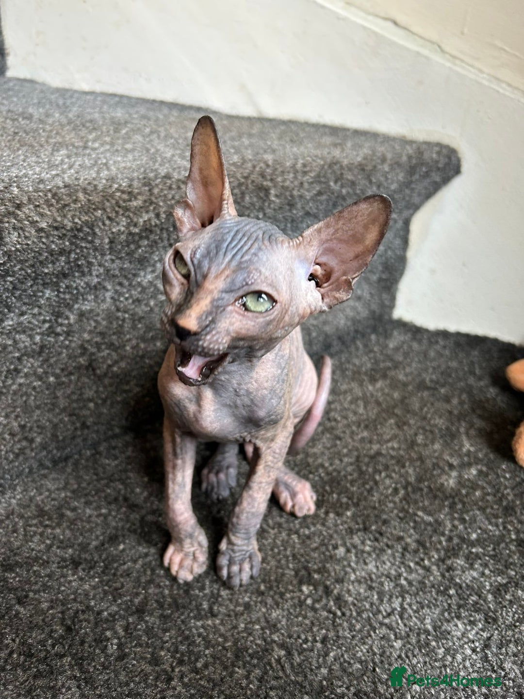 Sphynx cats for sale: 4 female canadian sphynx looking for home - Advert 14