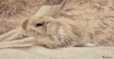 Mini Lop rabbits Mini lops various age and price see description.  - Advert 10