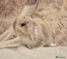 Mini Lop rabbits Mini lops various age and price see description. - Advert 5