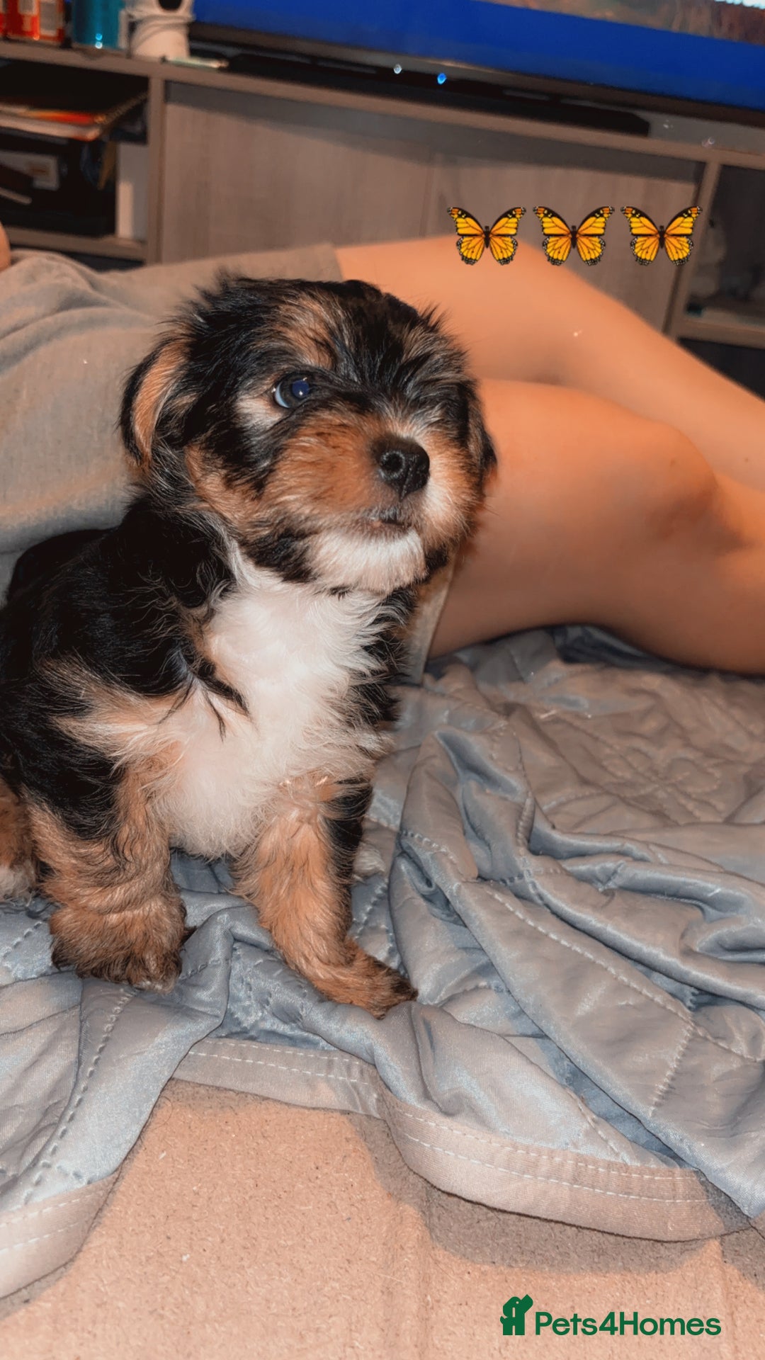 Mixed Breed dogs for sale: Shorkie cross pups for sale! in Alfreton - Image 2