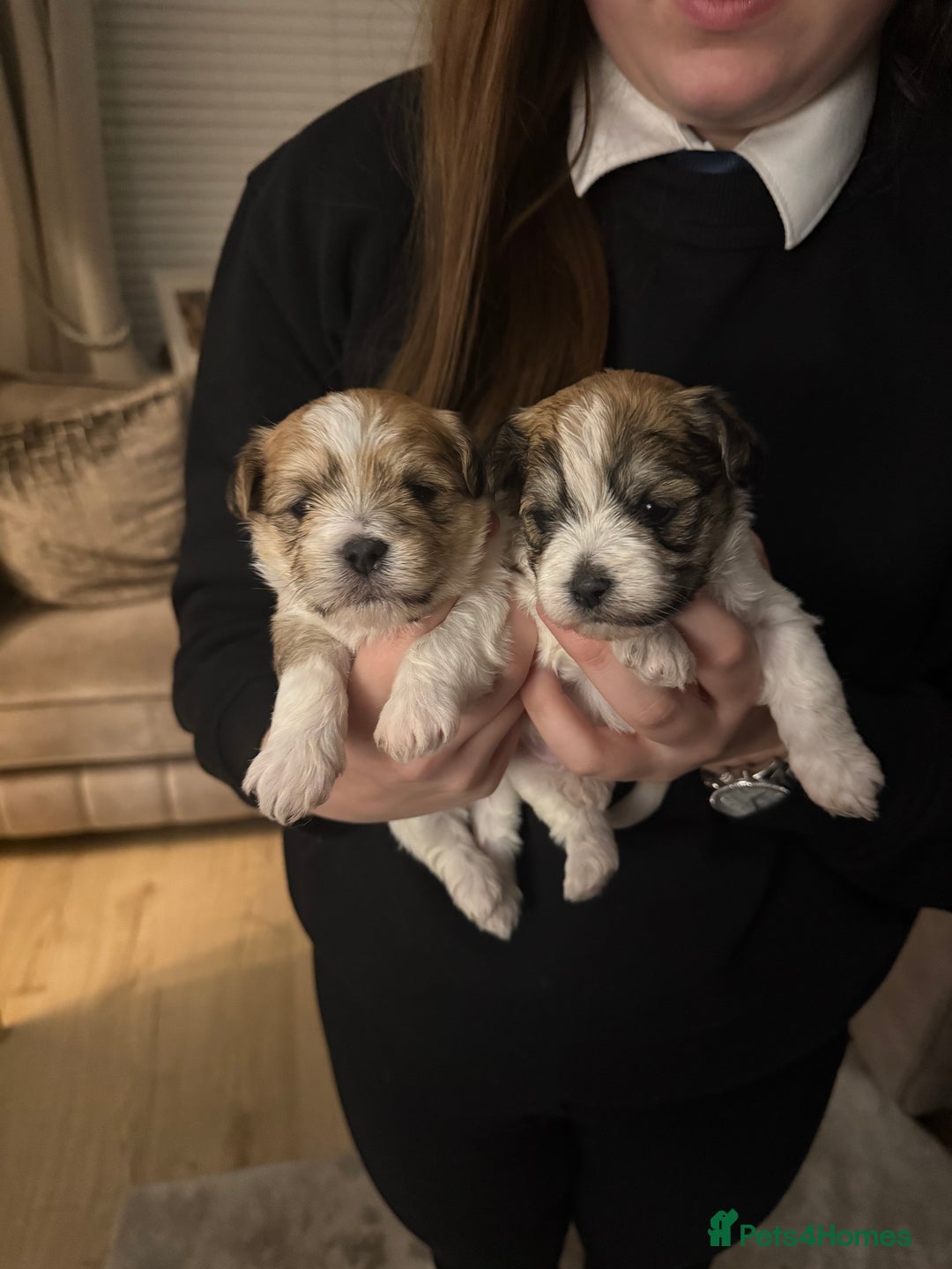 Mixed Breed dogs for sale: Absolutely gorgeous lhatese puppies - Advert 19