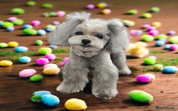 Toy Poodle dogs for stud: Asian ** silver poodle for stud only - Image 1