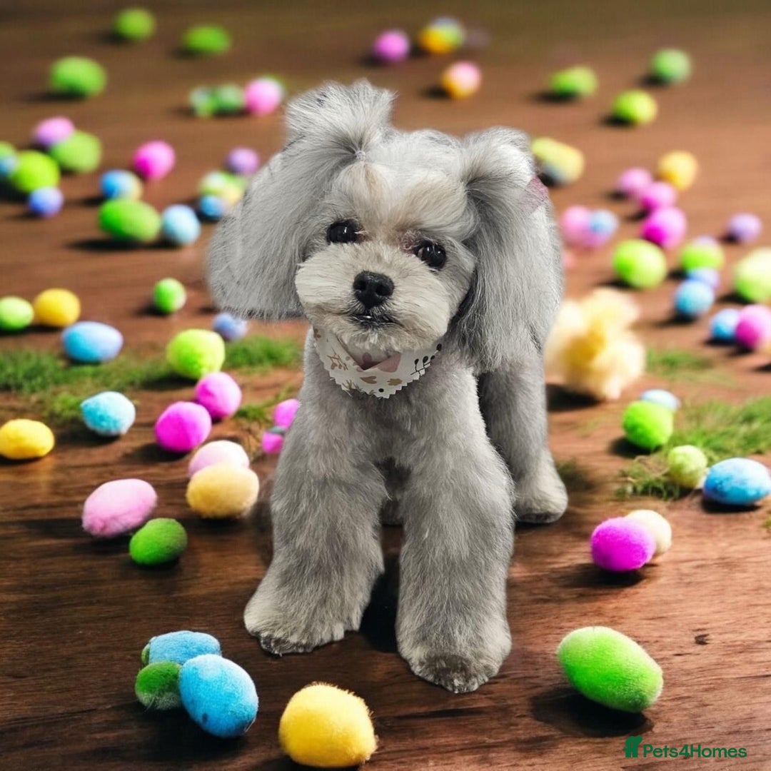 Toy Poodle dogs for stud: Asian ** silver poodle for stud only - Image 1