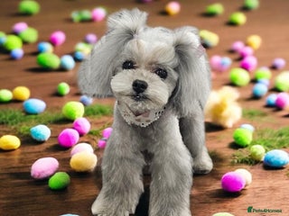 Toy Poodle dogs - Advert 4