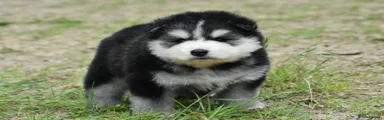 Pomsky 1