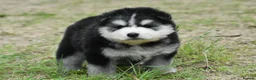 Pomsky dogs for sale: Genuine Pomsky puppies from health tested parents - Advert 4