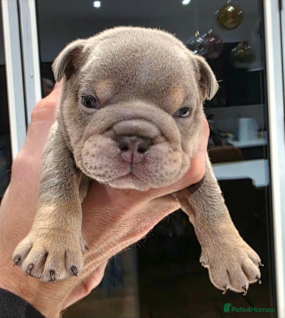 English Bulldog dogs for sale: Lilac/tan/ white English Bulldogs. 5 males. - Advert 12