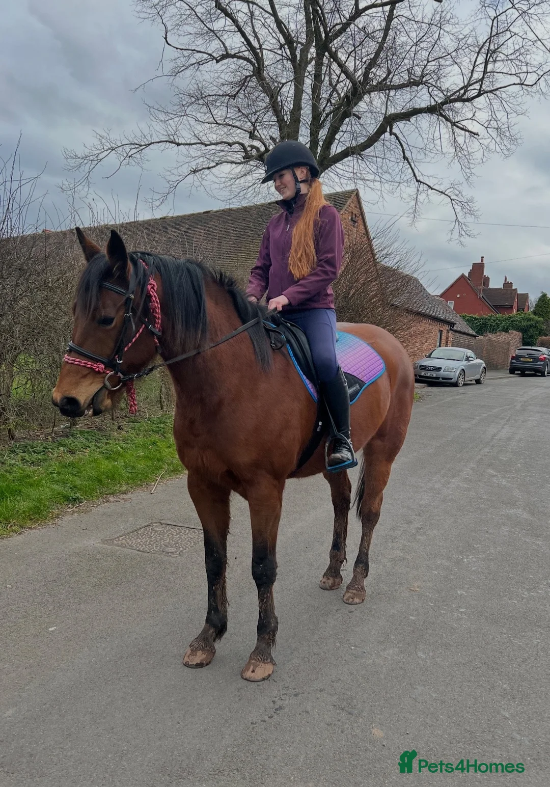 English Thoroughbred horses for sale: Thoroughbred nice boy available  - Advert 2