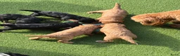 Cavapoo dogs for sale: Cavapoo puppies for sale in Evesham - Advert 9