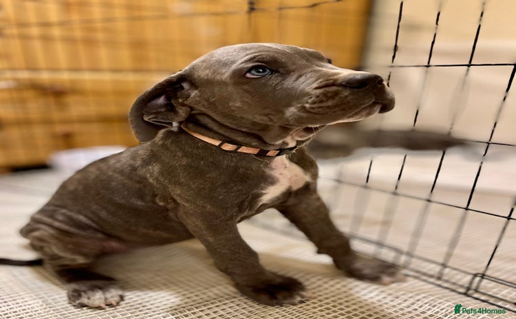 Cane Corso dogs in Tamworth - Advert 13