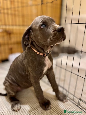 Cane Corso dogs in Tamworth - Advert 5