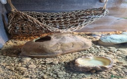 Gecko reptiles for sale: Leopard Gecko - Image 2
