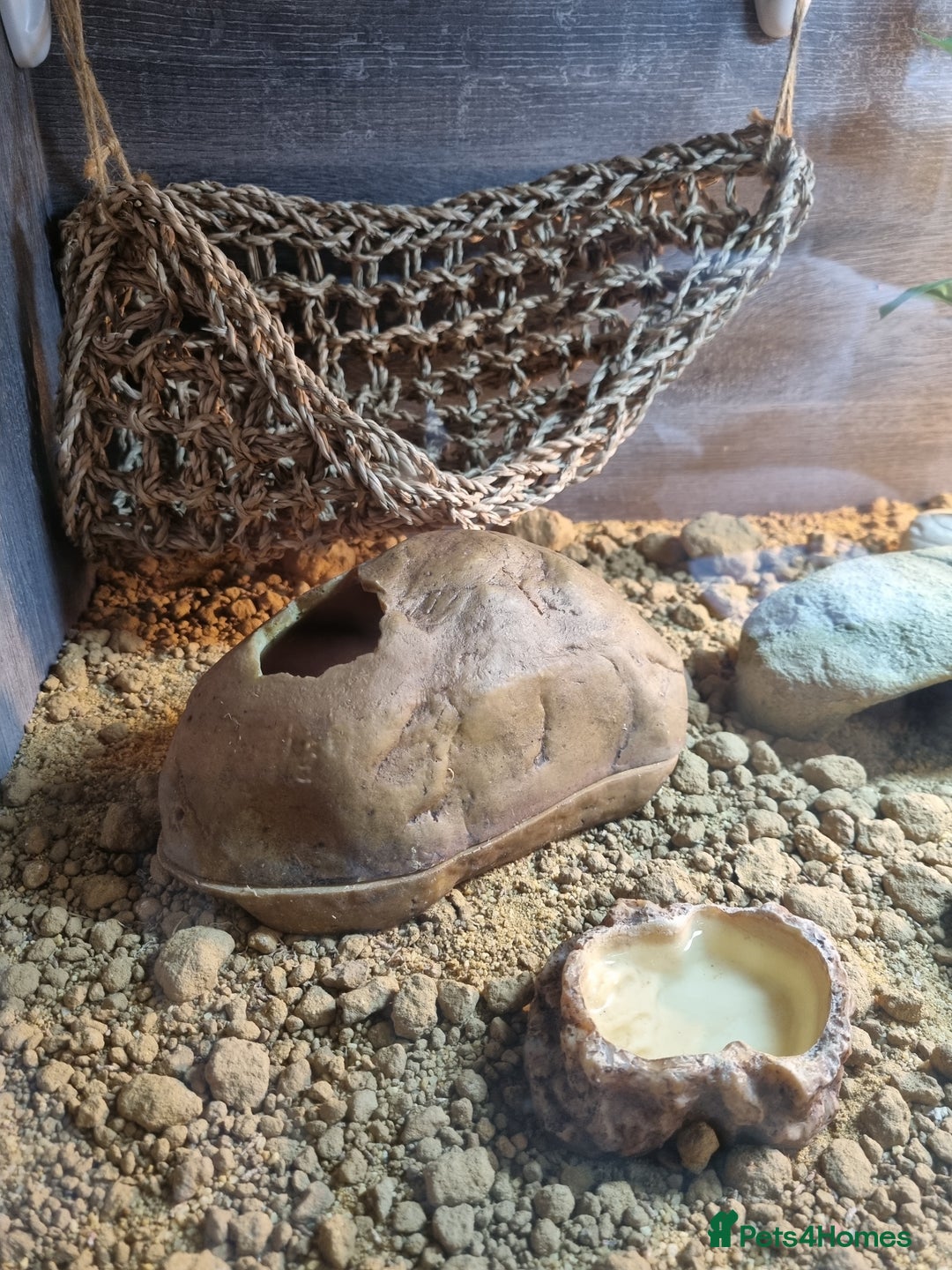 Gecko reptiles for sale: Leopard Gecko - Image 2