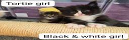 Maine Coon cats for sale: Outstanding TICA registered Maine Coon Kittens - Advert 5