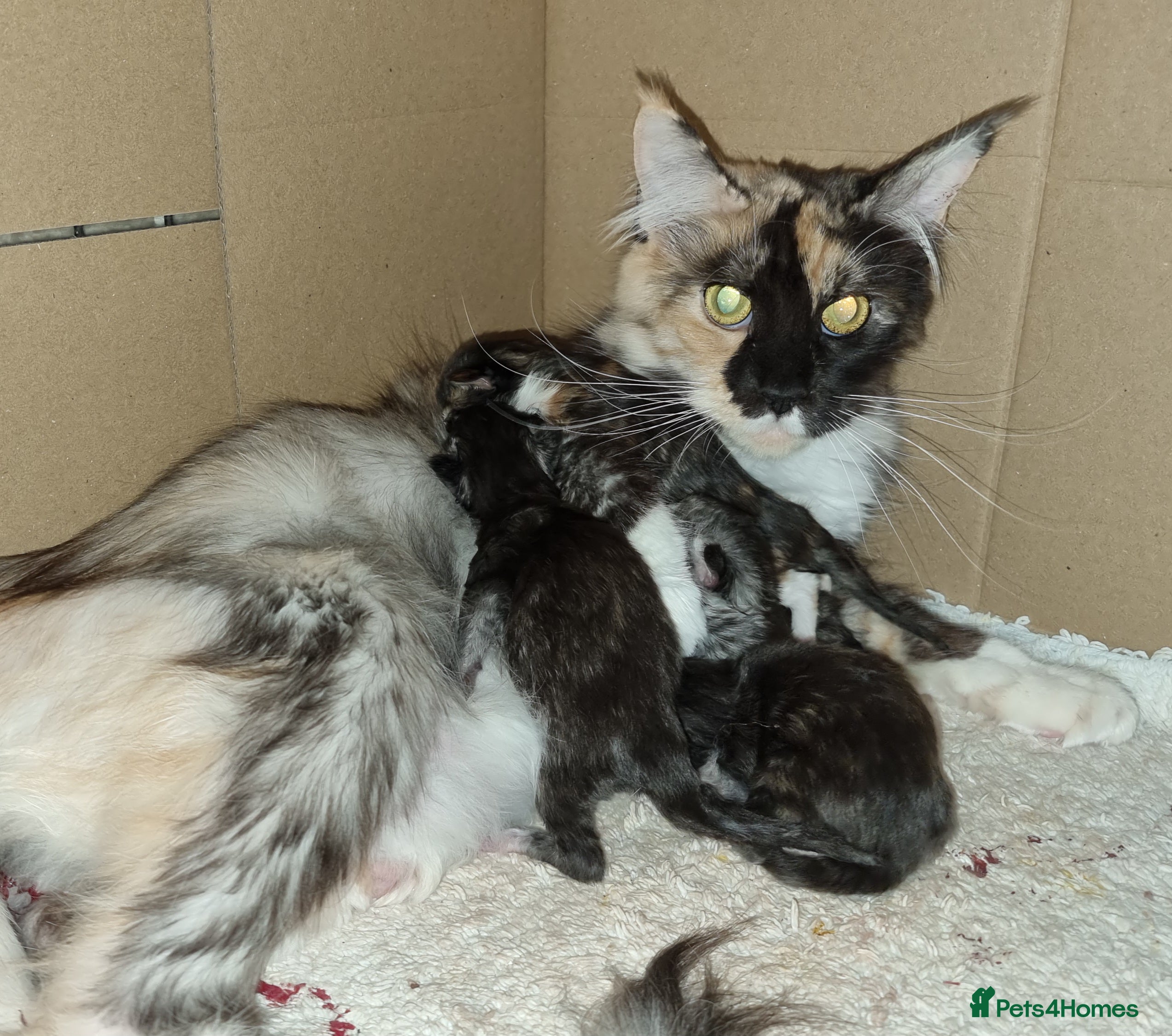 Maine Coon cats GCCF registered Pedigree Maine Coon Kittens - Advert 1