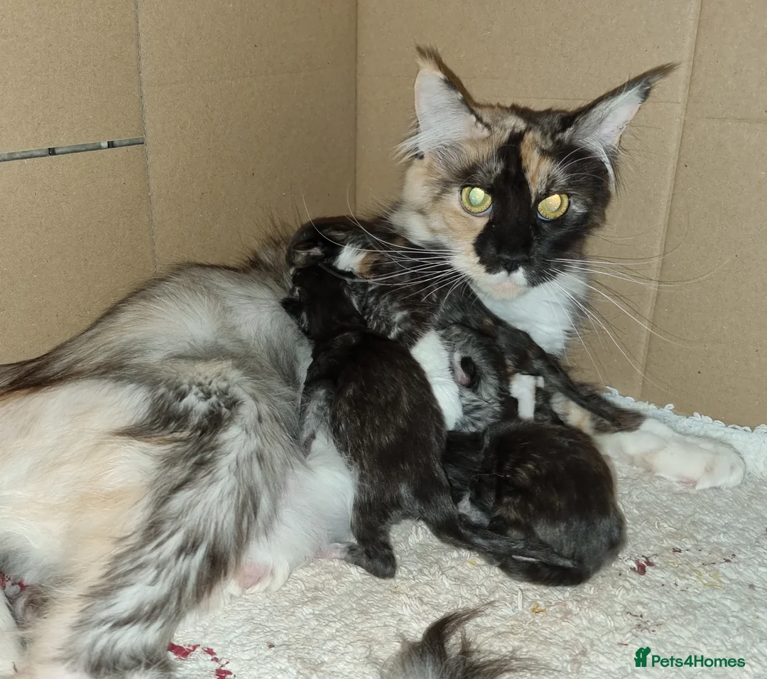 Maine Coon cats for sale: GCCF registered Pedigree Maine Coon Kittens - Advert 1
