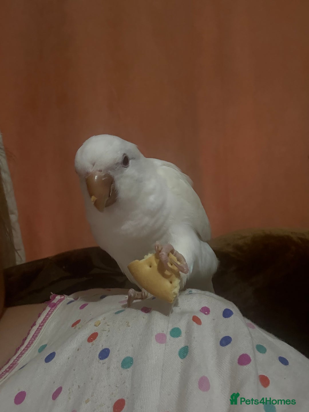 Parakeets birds for sale: Handreared Tame Albino Quaker - Image 8
