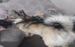Mixed Breed dogs for sale: Rolo looking for his forever home  - Image 2
