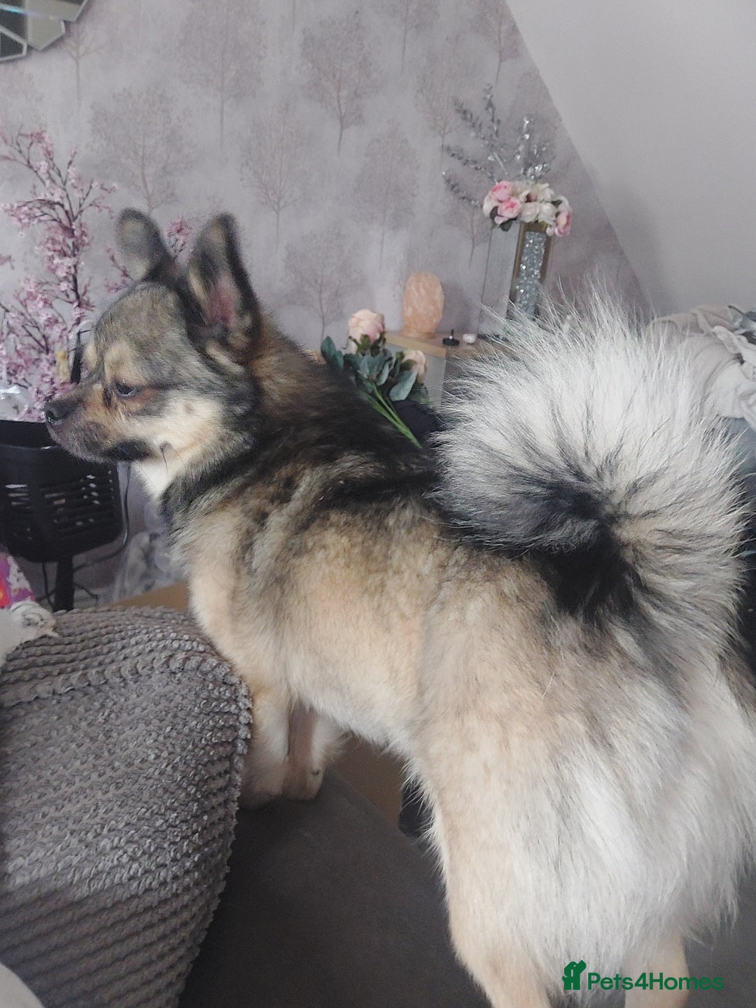 Mixed Breed dogs for sale: Rolo looking for his forever home  - Image 2